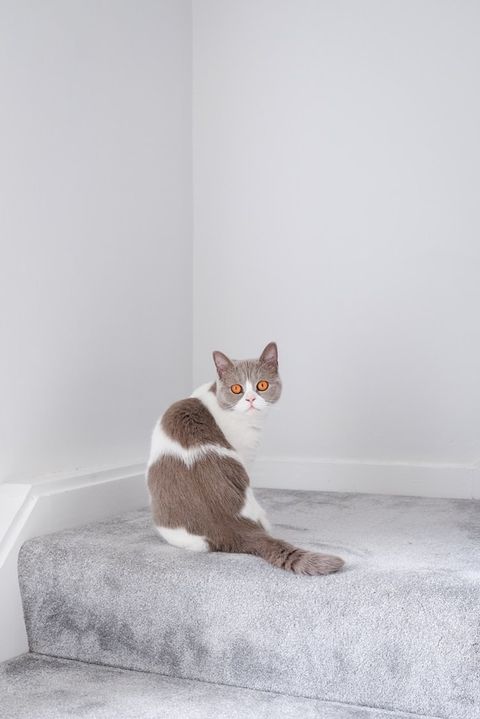 Grey Carpet - Stairs 