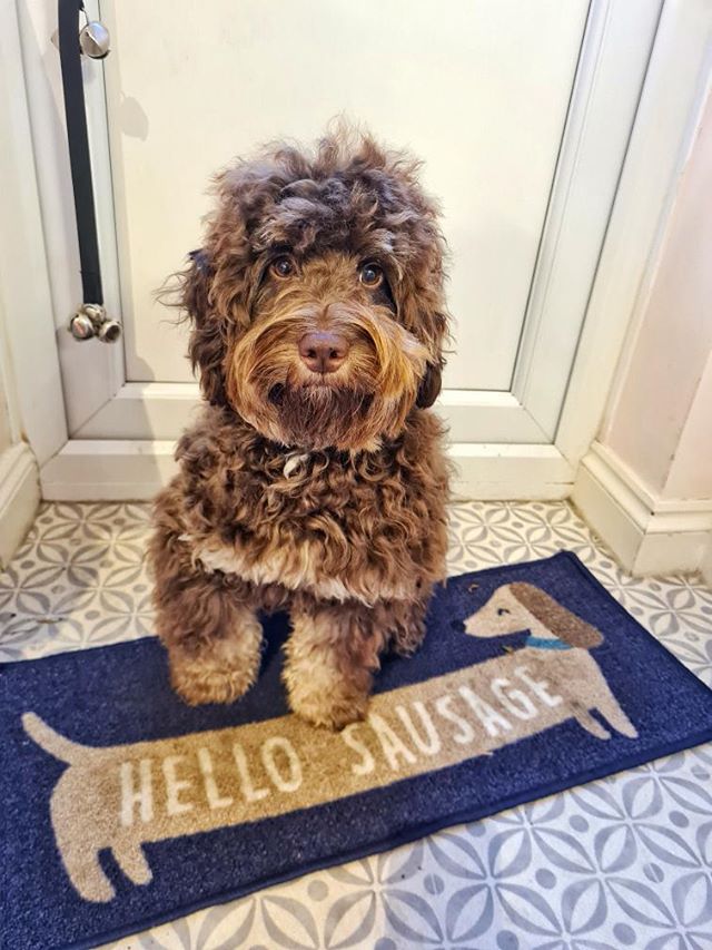 Tosca - Franca Multicoloured Kitchen