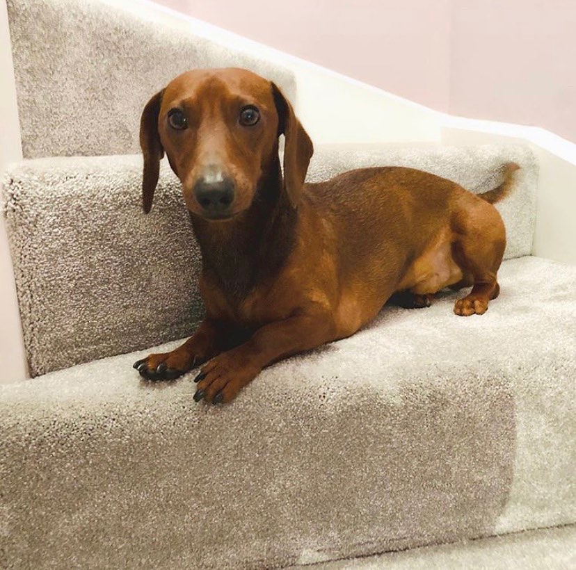 Breeze Carpet Grey Stairs
