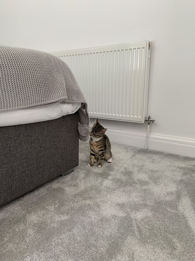 Lotus - Platinum Grey Bedroom