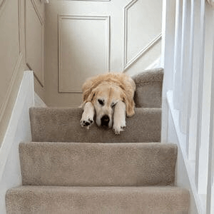 Best flooring for pets