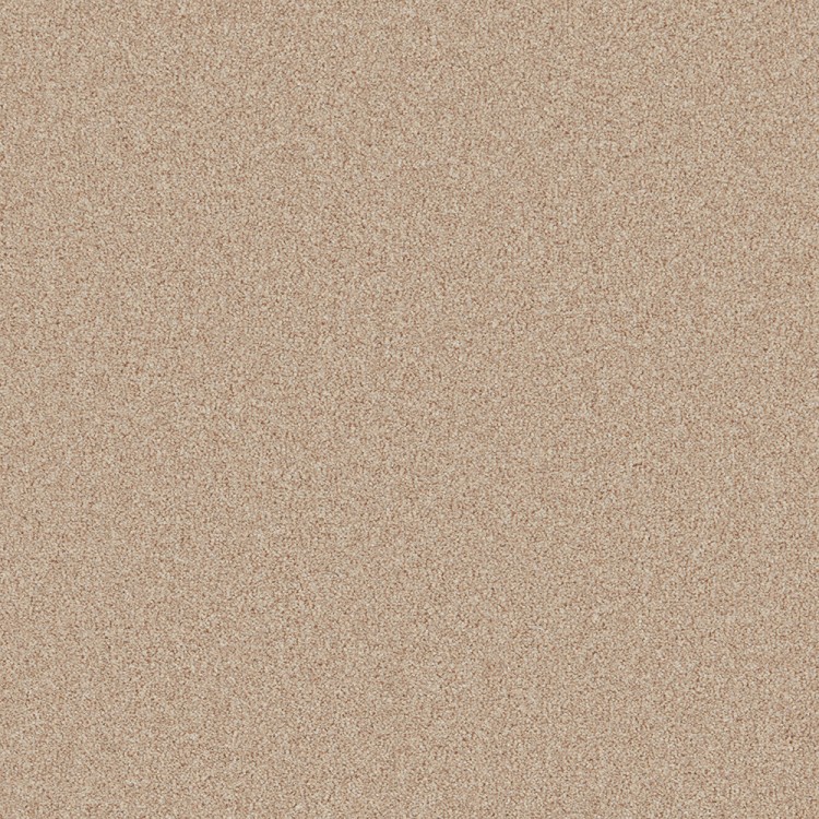 Antelope