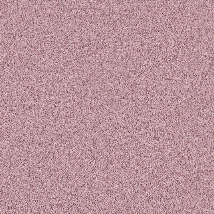 Four Seasons Pale Rose