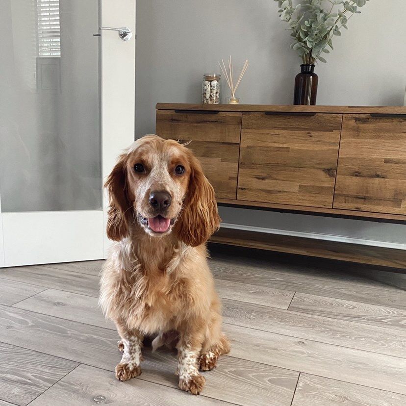 carpet best for pets