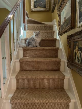 Sisal Bengal - Medium