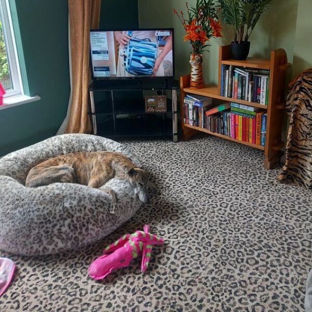 Iona - Leopard