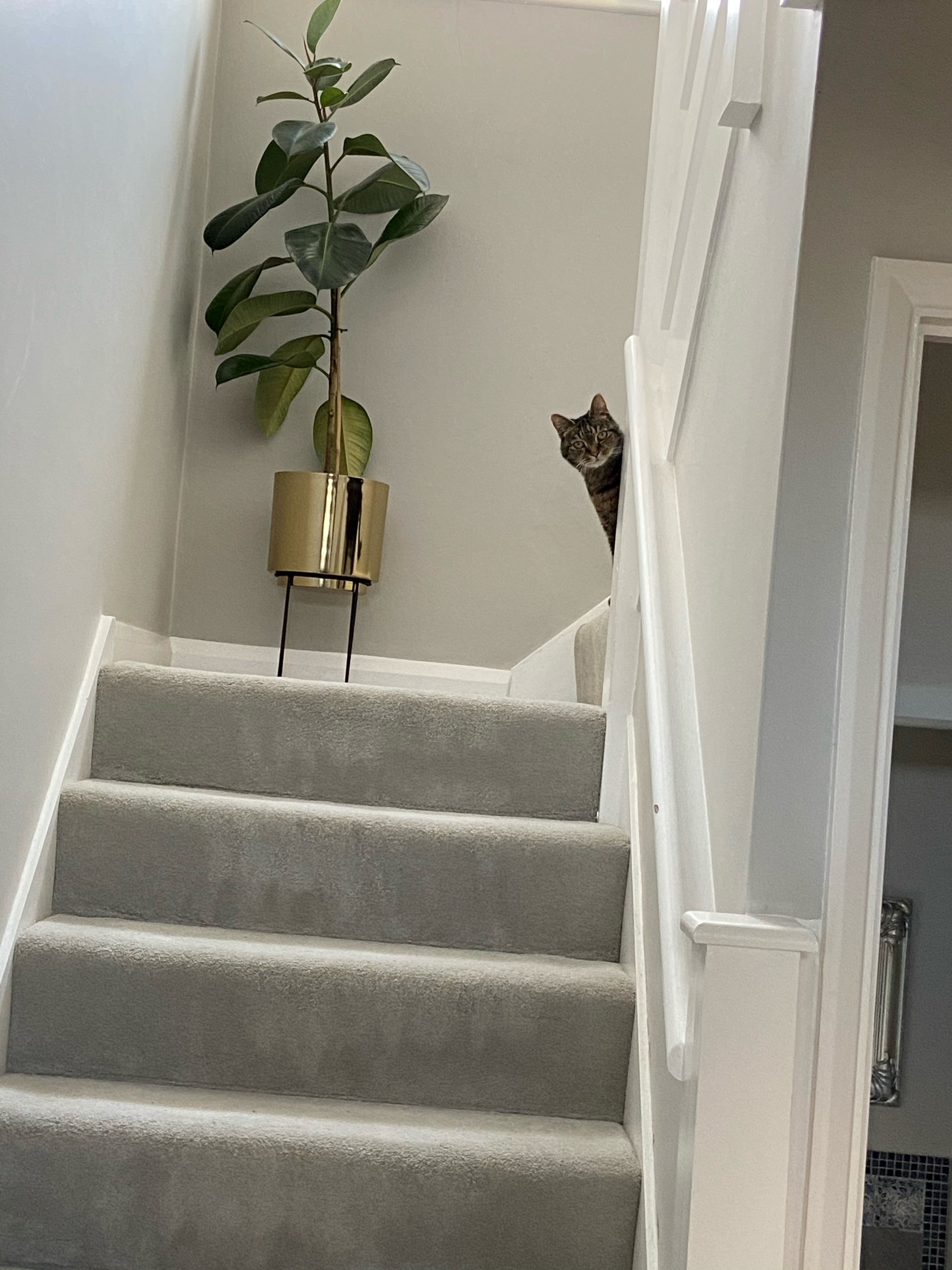 First Impressions - Close Shave  Cream Stairs