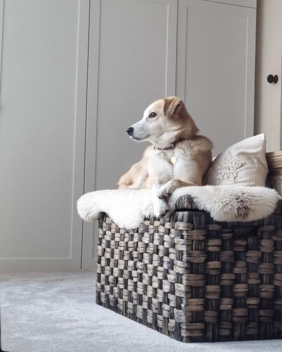 Tromso - Impala Grey